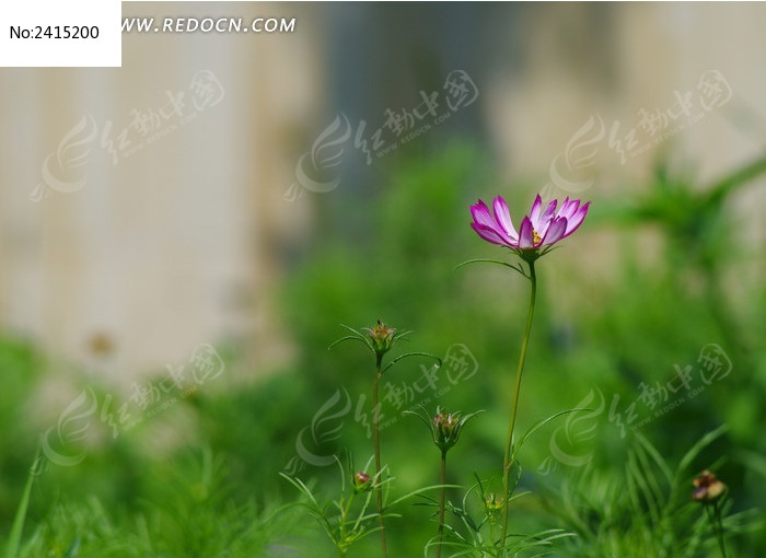 һ���ɣ��ͼƬ