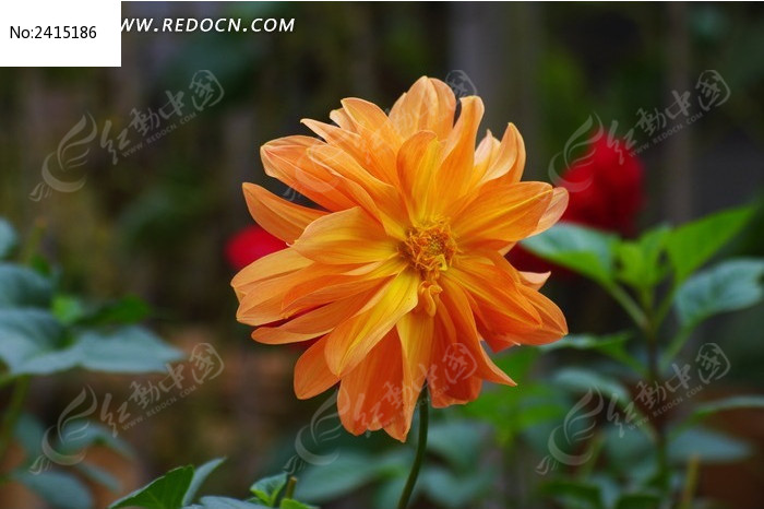 һ�������ͼƬ