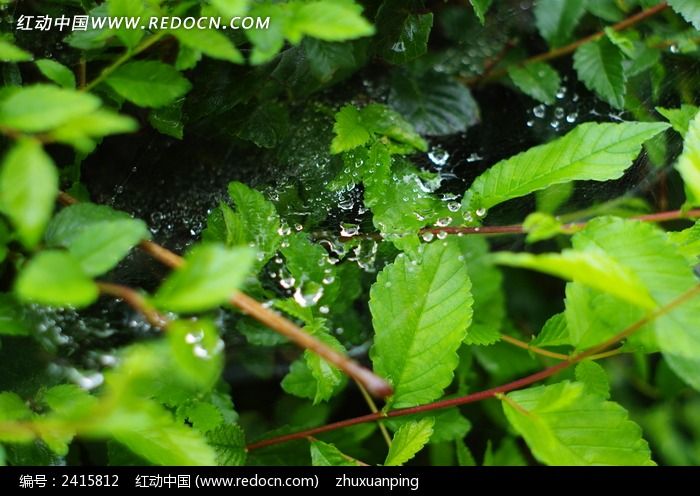 ������ε���ҶͼƬ