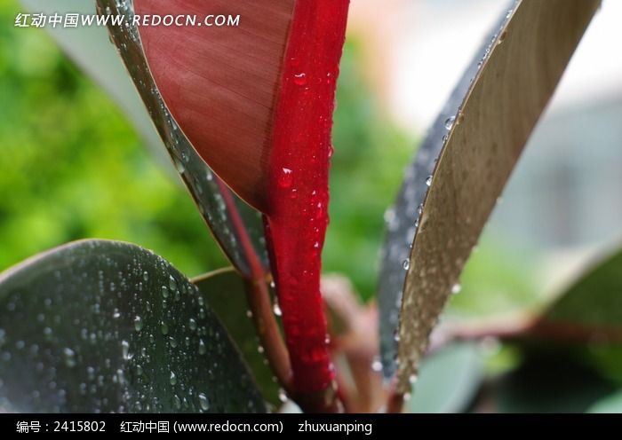 ������ε�ҶƬͼƬ