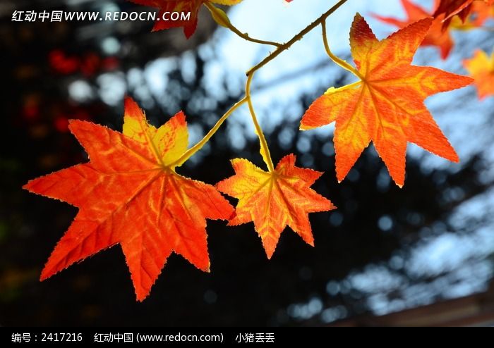 ��ͮͮ�ķ�ҶͼƬ