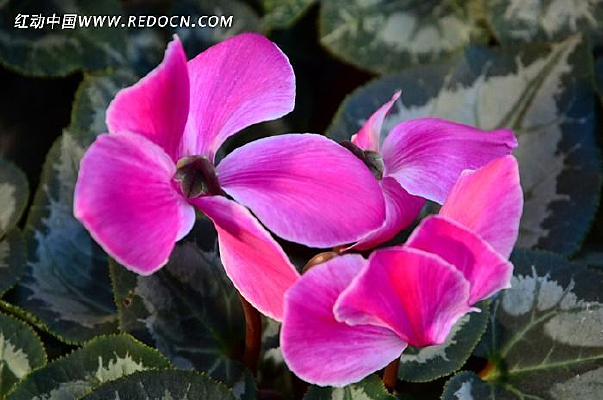 ʢ�����ɿ���