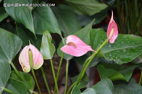 ������ɫ����