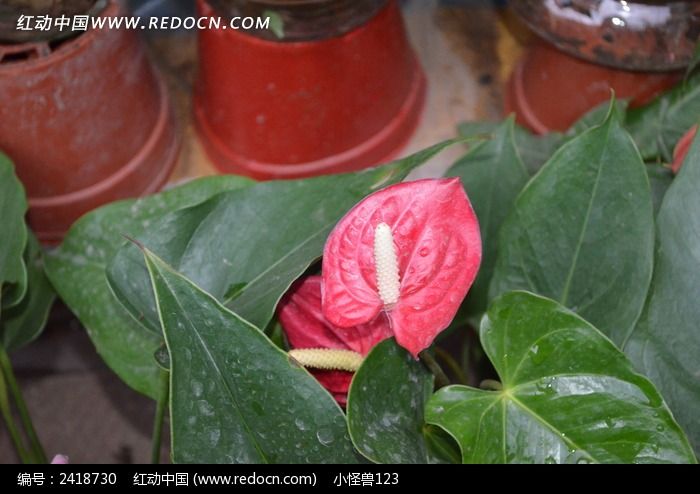 ʢ���ĺ��ƻ�ͼƬ