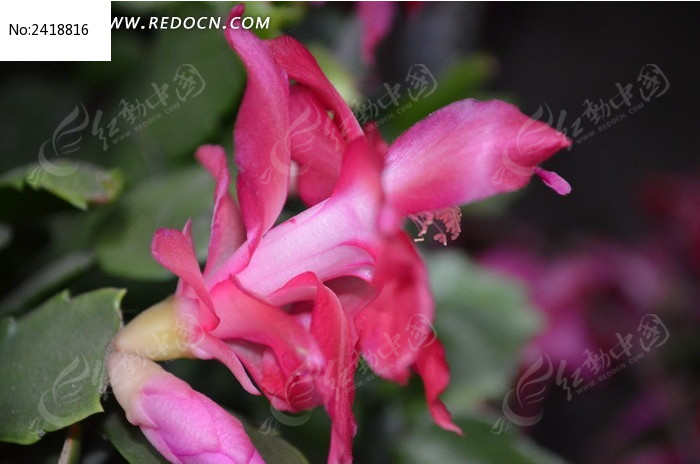 ������ʢ����зצ��ͼƬ