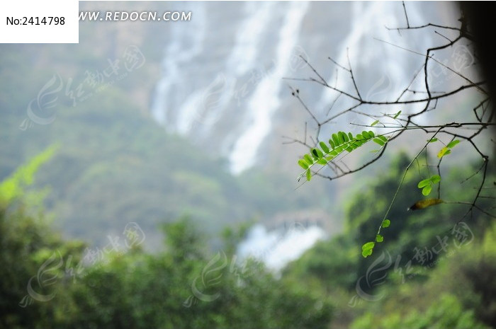 ��Ҷ������ٲ�ͼƬ