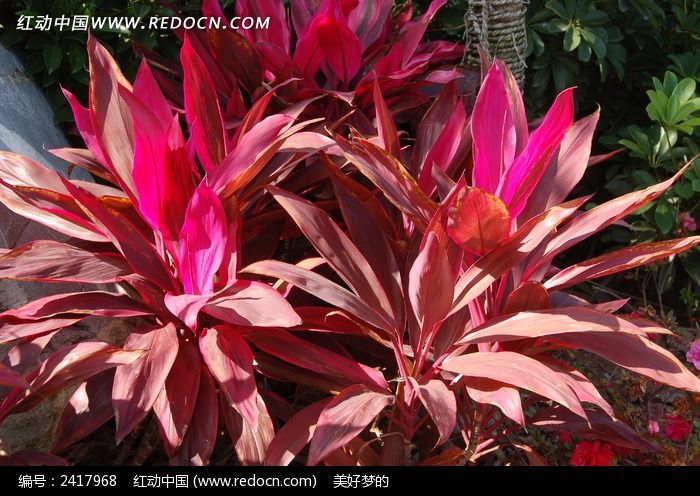 ������Ҷ��ͼƬ