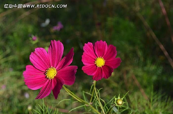 ���޵�Ұ��