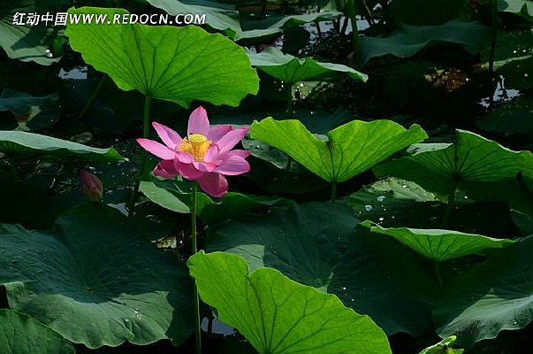 �ɻ�����