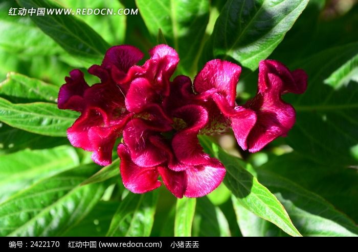 ���޵ĺ�ɫ���ڻ�ͼƬ