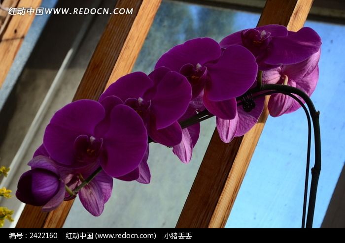 �Ϻ�ĺ�����ͼƬ