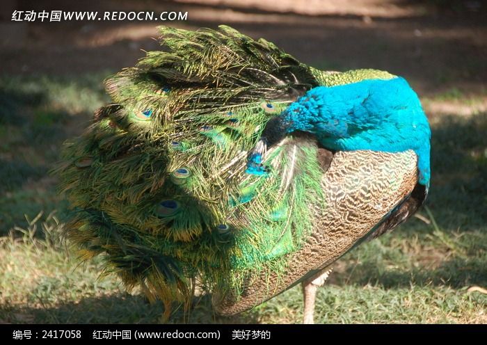 ������ë�Ŀ�ȸͼƬ