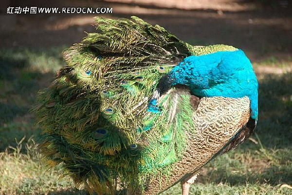 ��ʰ�쵵Ŀ�ȸ