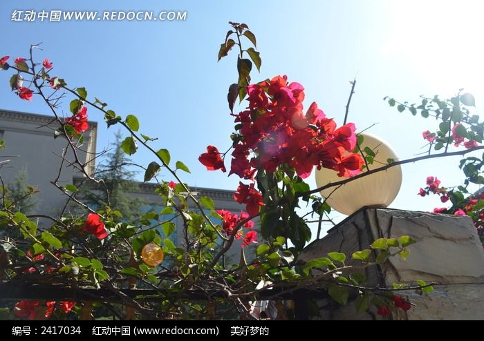 �����µ�����÷ͼƬ