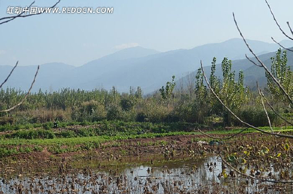 ��Ҷ�ĳ���