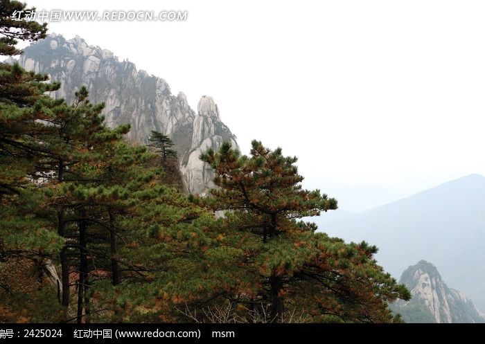 黃山上的松樹林