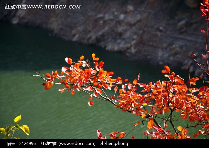 ��ɫ��ҶɽˮͼƬ