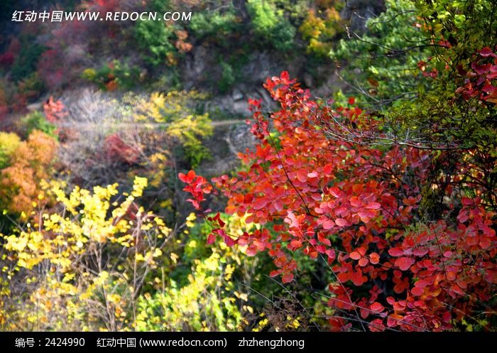 ��ɫ��ҶɽˮͼƬ