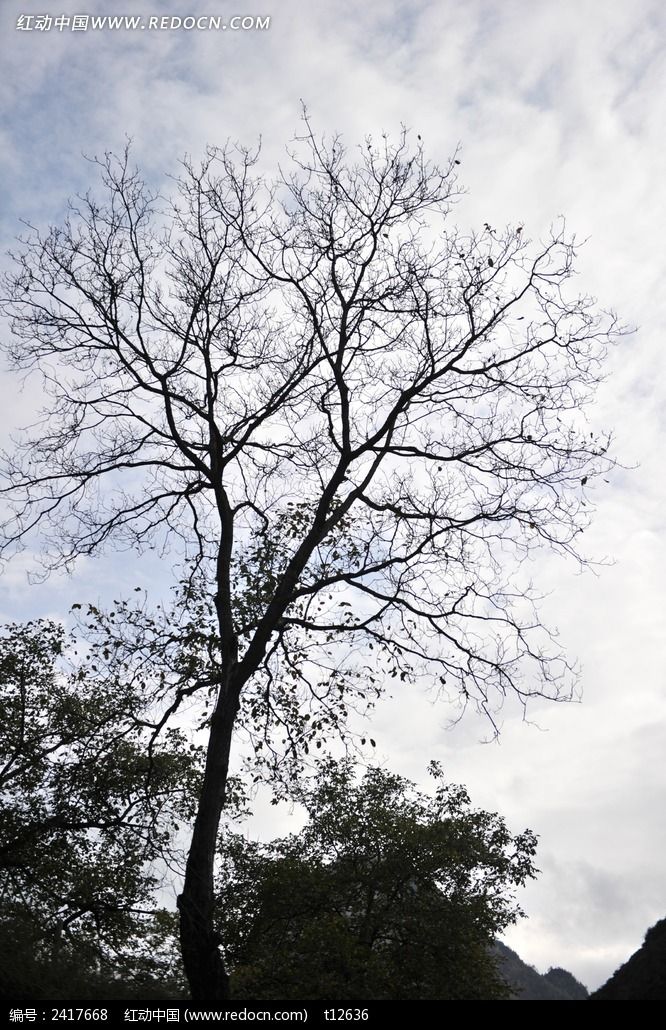 ��կ���＾��֦��ӰͼƬ