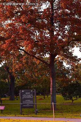 ��԰����