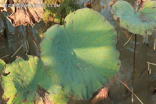 �����µĺ�Ҷ