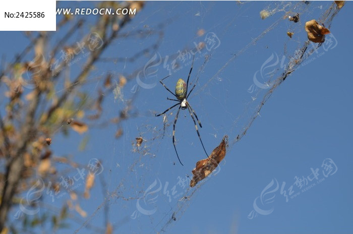 ֩����ӰͼƬͼƬ