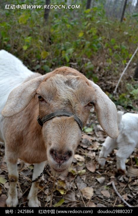 冷目灼灼的老羊