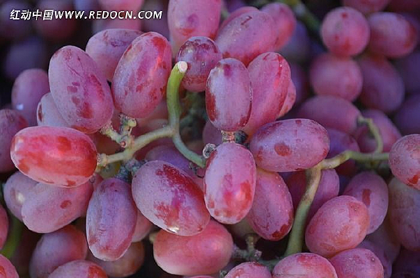 ����ֲ����ɫֲ��