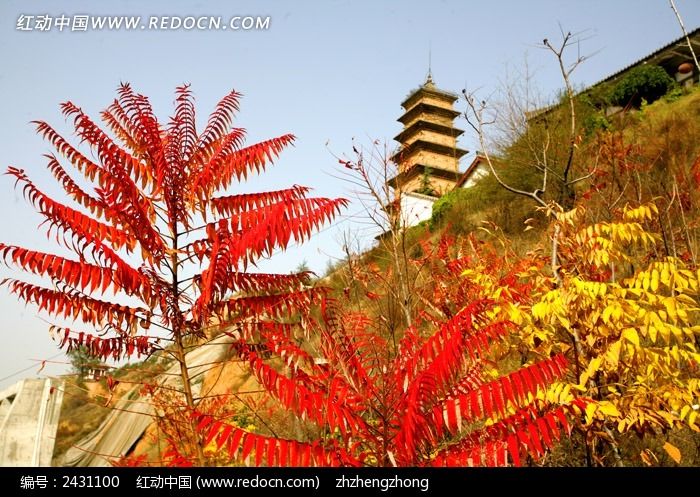 �＾���Ҷ����ͼƬ