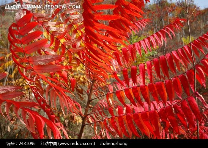 �＾���ҶͼƬ