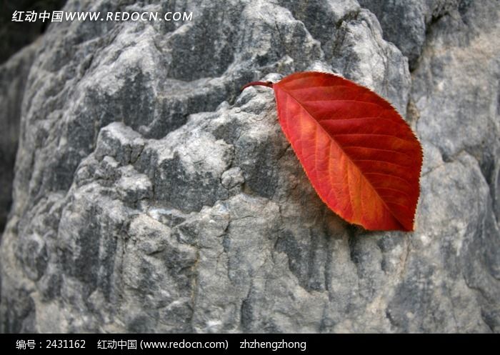 �＾���ҶͼƬ