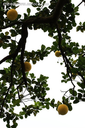 ��԰����