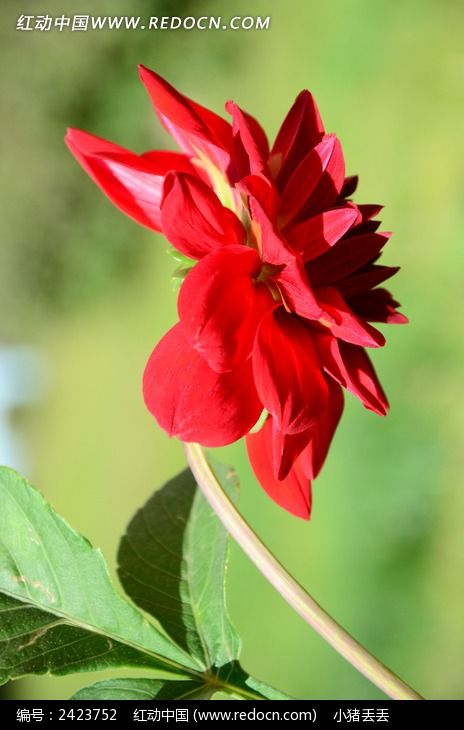 ��ɫ����������ͼƬ