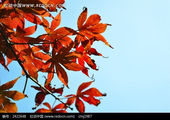 �����µķ�ҶͼƬ