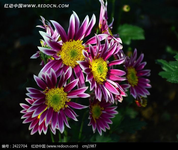 ����һ��������ջ�ͼƬ