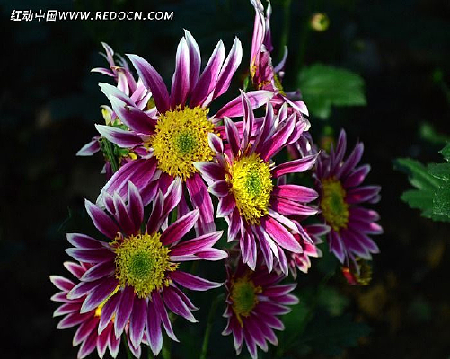 �����ջ�