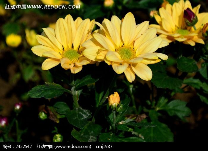 ����һ��Ļ�ɫ�ջ�ͼƬ