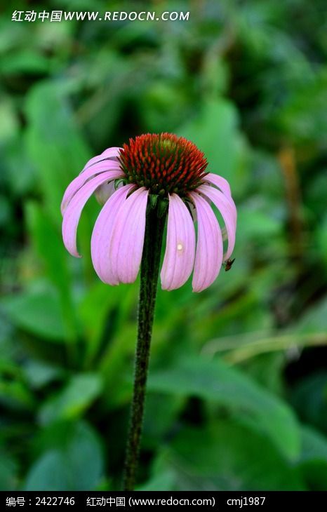 �ɰ������ķ�ɫ�ɹ���ͼƬ