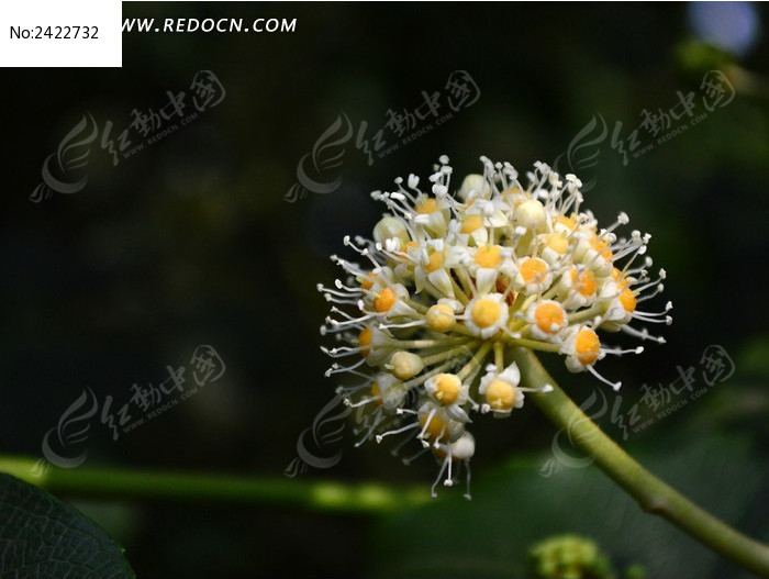 Ư���İ˽ǽ��̻���ͼƬ