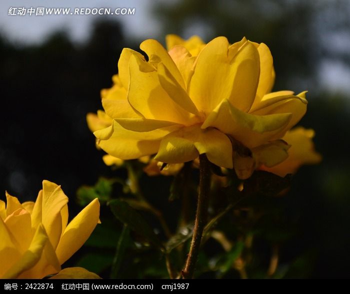 ͨ͸�Ľ��ɫ�¼���ͼƬ