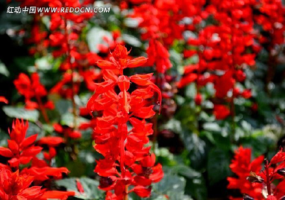 һǽ�����̻�