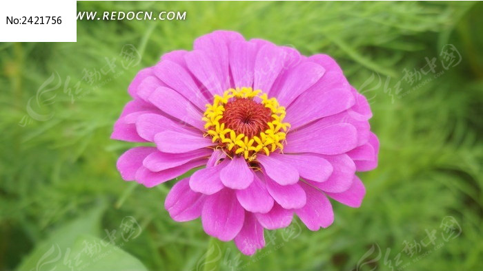 ��ɫ���ղ�ͼƬ