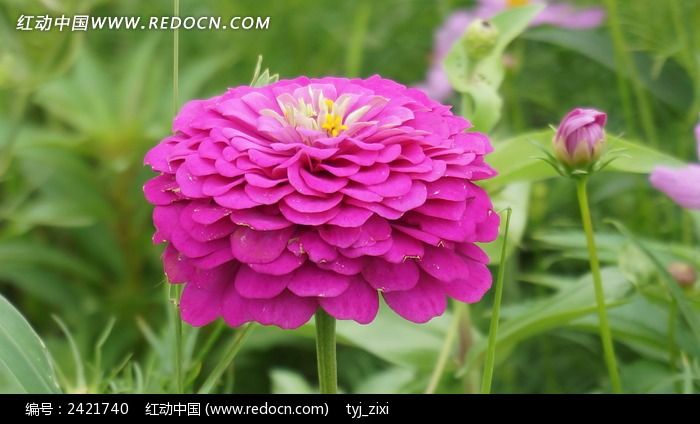 ���ղ���ӰͼƬ