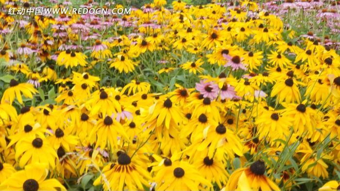 ��ɫ������