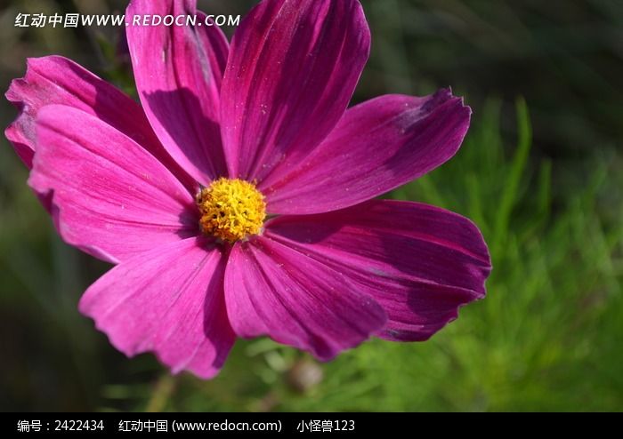 �ۺ�ɫ�ĸ�ɣ��ͼƬ