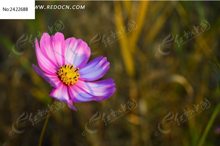 ���д��׵�Ư����˹��ͼƬ