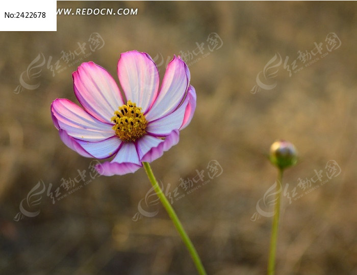 �����Ĳ�˹��ͼƬ