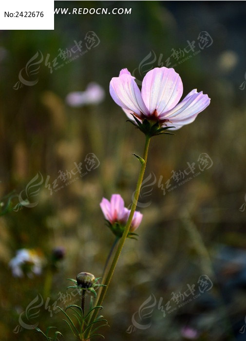 ͨ͸�Ĳ�˹��ͼƬ