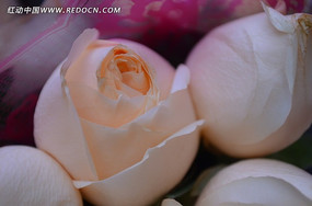 ����ܰ���Ƕ�