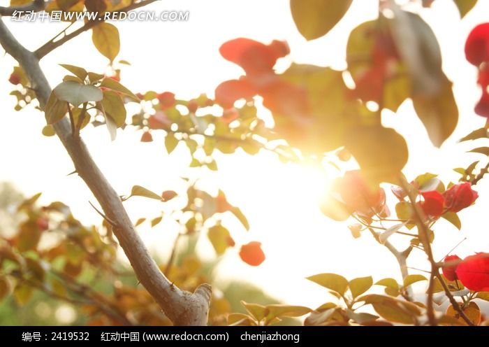 Ϧ���µ�����÷ͼƬ